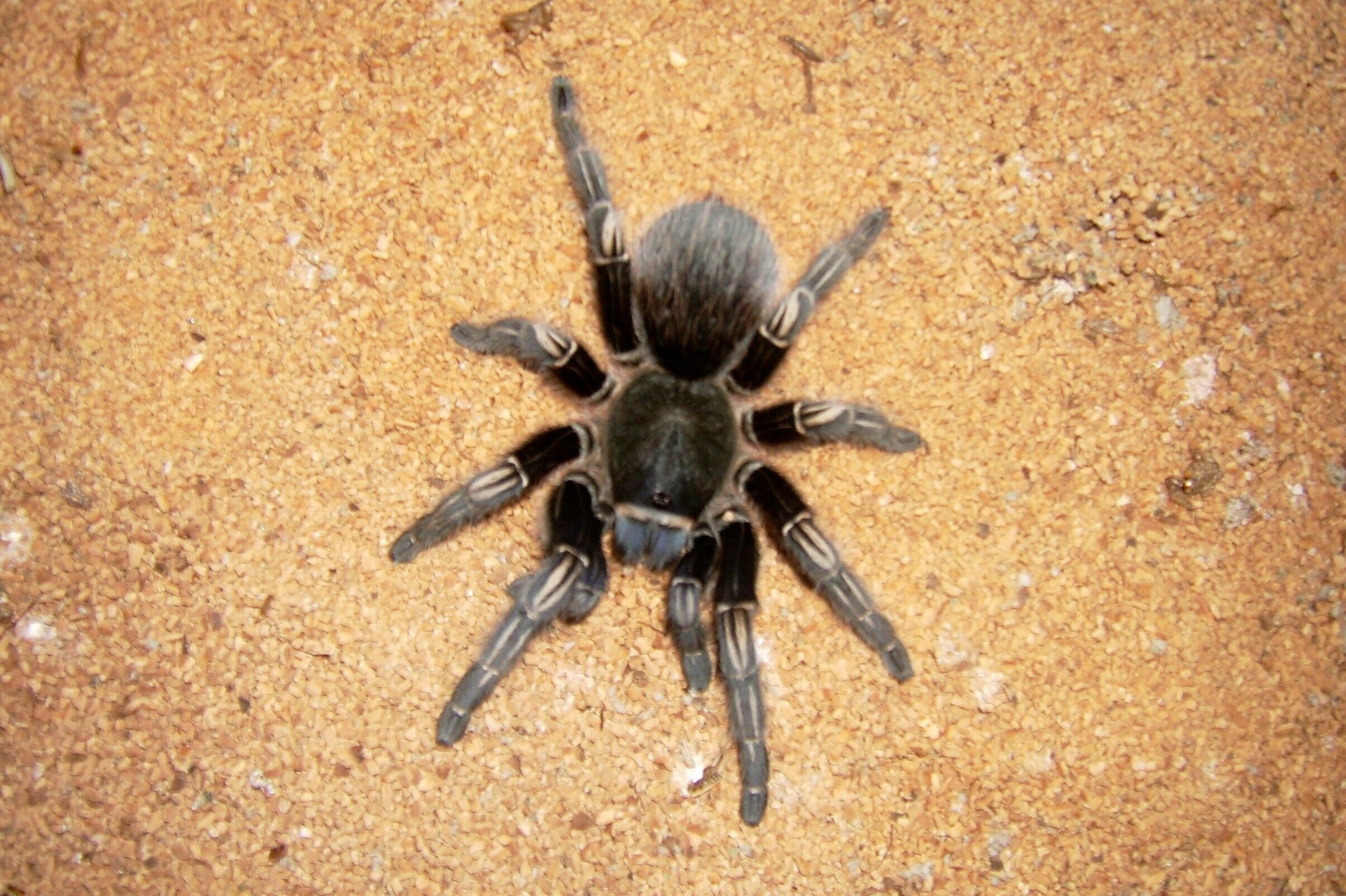 TARANTULAS