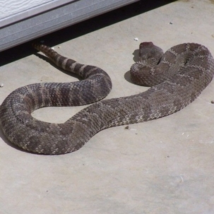Snake
